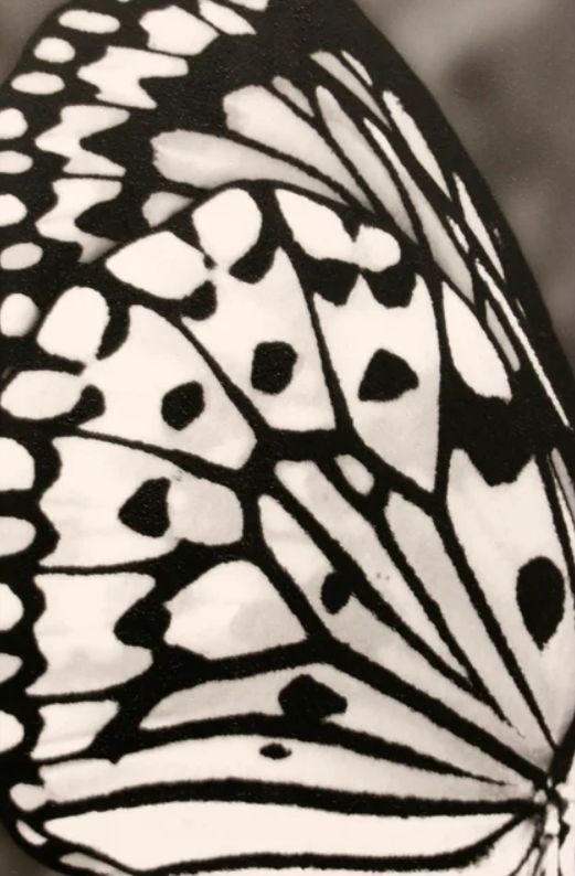 Stylecraft White and Black Wing l Wall Art-1