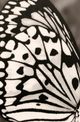 Stylecraft White and Black Wing l Wall Art-1