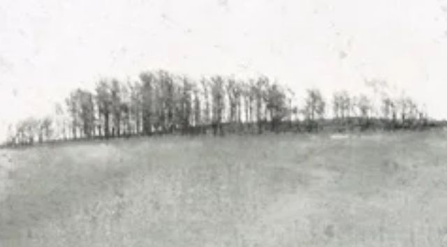 Stylecraft Distant Trees Black/Gray Wall Art-1