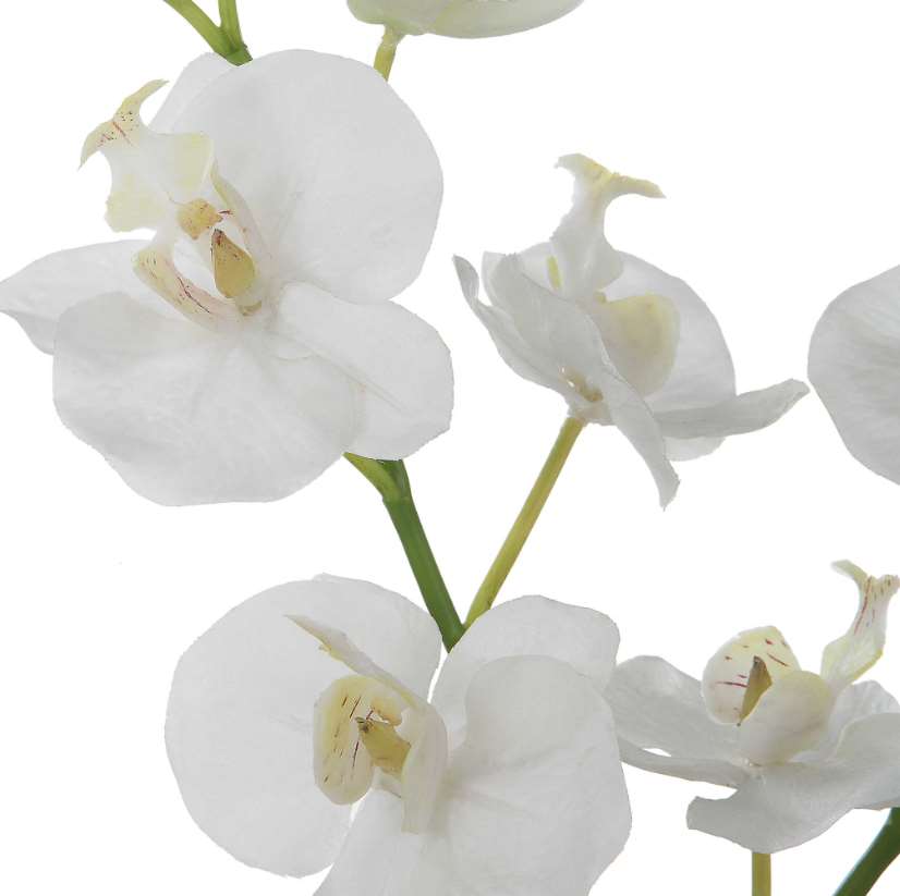 Uttermost Glory Orchid