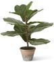 K & K Interiors 24 Inches Fiddle Fig Tree-0