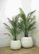 Le Present Areca Green Faux Botanical Palm-4