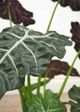 Le Present Alocasia Green 27" Faux Botanical Plant-1