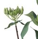 A & B Home Green Bodhi Fruit Spray-3