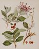 Stylecraft Brown/Green/Light Brown/Light Green/Off-White/Red Wall Art-1