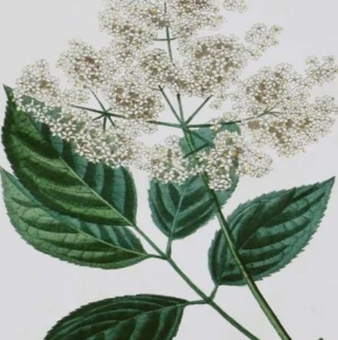 Stylecraft Antique Turpin Botanical V Green/Off-White Wall Art-1