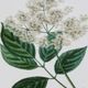 Stylecraft Antique Turpin Botanical V Green/Off-White Wall Art-1