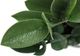 Monarch Specialties Inc. Green/White 20" Tall Artificial Potted Zz-2