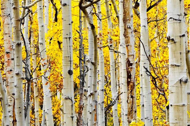Classy Art Yellow Aspen Wall Art-1