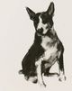 Stylecraft Modern Dog II Wall Art-1