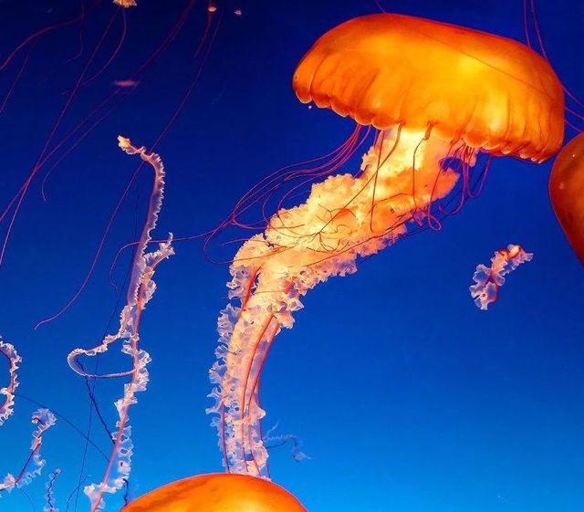 Classy Art Jelly Orange Wall Art-1