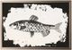 Stylecraft Fish II Wall Art-0