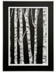 Stylecraft Simpy Birch I Wall Art-0