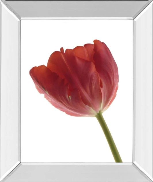 Classy Art Red Tulip by Art Photo Pro Framed Wall Art-0