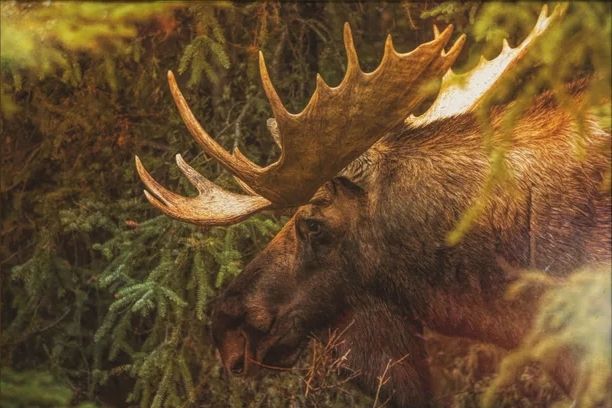 Stylecraft Moose Wall Art-1
