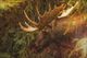 Stylecraft Moose Wall Art-1