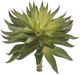 A & B Home Green Aeonium Pick-0