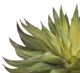 A & B Home Green Aeonium Pick-1