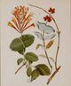 Stylecraft Brown/Green/Off-White/Orange/Red Wall Art-1