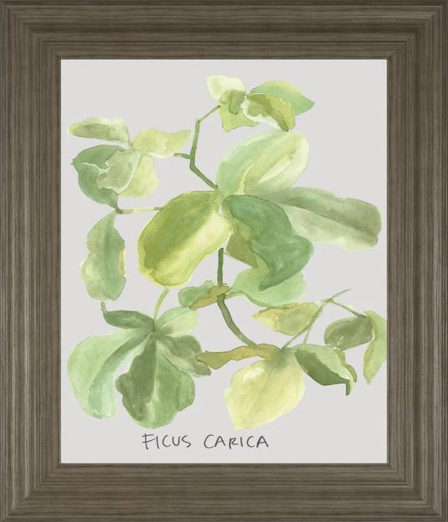 Classy Art Ficus Carica by Katrien Soeffers Wall Art-0