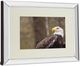 Classy Living Garytog Majestic Eagle Wall Art-3