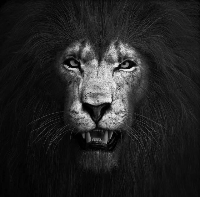 Classy Art Lion Black and White Wall Art-0