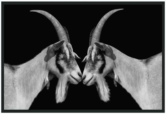 Classic Home Goat Photography Wall Art-0