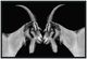 Classic Home Goat Photography Wall Art-0
