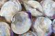 Stylecraft Clambake Cluster II Wall Art-2