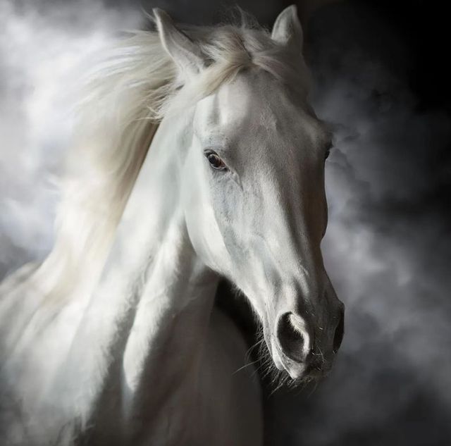 Classy Art Mystical White Horse Wall Art-1