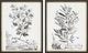 Magnolia Home by Joanna Gaines 2-Piece Flora II Wall Art Set-0