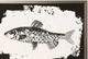 Stylecraft Fish II Wall Art-1