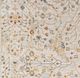 Surya Reina 5'x8' Style 2 Area Rug-5