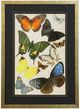 Stylecraft Butterfly II Wall Art-0
