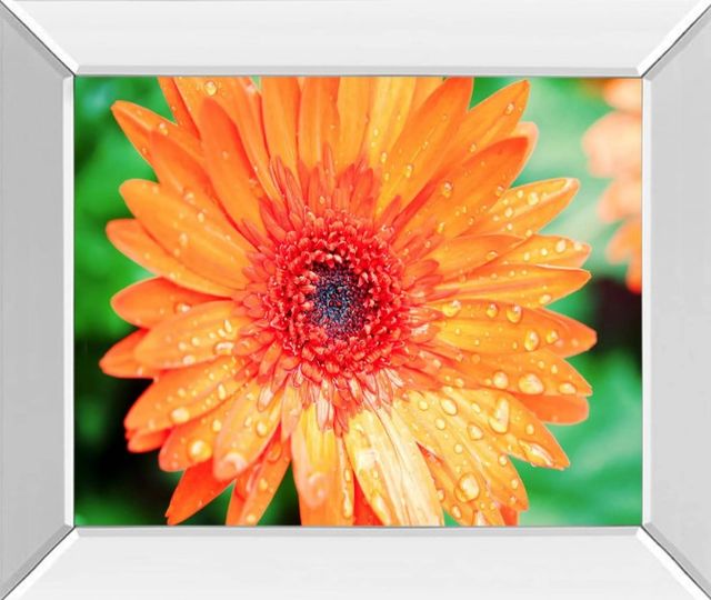 Classy Art Orange Gerbera by Susan Bryant Mirror Framed Wall Art-1