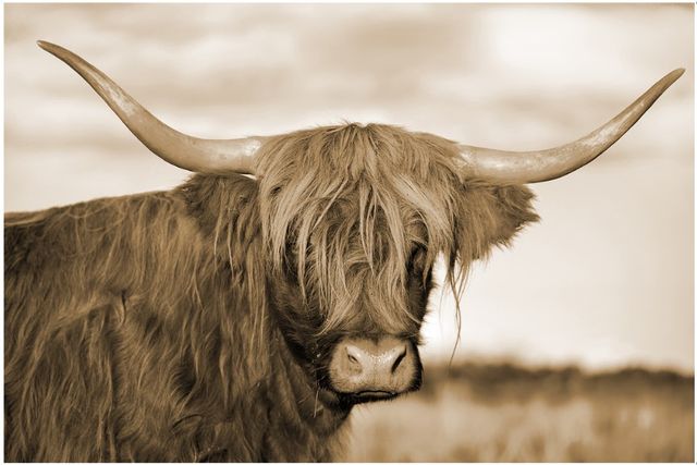 Classy Living Highland Cow Serenity Wall Art-0