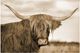 Classy Living Highland Cow Serenity Wall Art-0