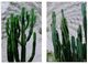 A & B Home 2-Piece Green Twin Cacti Print Wall Art Set-0