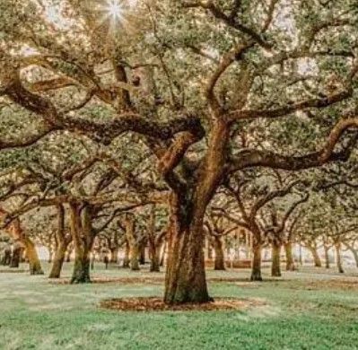 Classy Art Low Country Oaks II by Jennifer Rigsby Wall Art-1