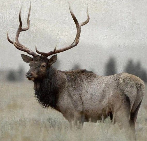 Classy Art Grand Elk by Danita Delimont Wall Art-1