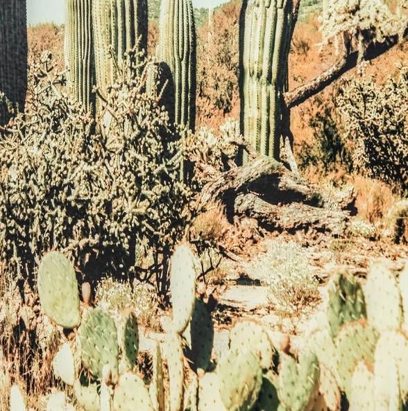 YHD Saguaro Wall Art-2