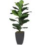 A & B Home Green Artificial Fiddle-Leaf Fig Potted Plant-0