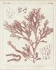 Classy Living Vision Studio Antique Coral Seaweed I Wall Art-1