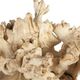 Uttermost® Elemental 2-Piece Bleached Root Indoor-Outdoor Sculpture Set-2