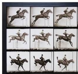 StyleCraft Animal Locomotion Wall Art-1
