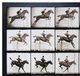 StyleCraft Animal Locomotion Wall Art-1