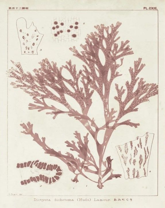 Classy Art Antique Coral Seaweed I by Vision Studio Wall Art-2