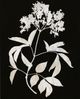 StyleCraft Nature White on Black Wall Art-2