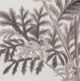 A & B Home 4-Piece Black/White Pencil Art Flower Print Set-3