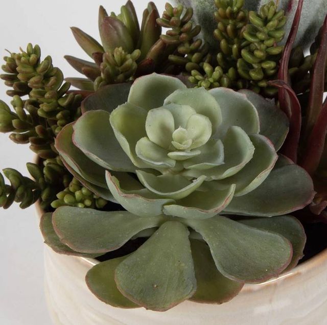 Uttermost® Mesa Green/Tan Succulent Accent-4